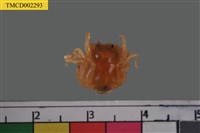 藏品(短指和尚蟹)的圖片